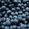 Flavor :  blueberry by Perfumer's Apprentice