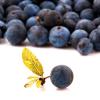 Flavor :  Blueberry Wild par PERFUMER'S APPRENTICE