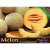 Flavor :  cantaloupe by Perfumer's Apprentice