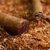 Flavor : cubano by Perfumer's Apprentice Flavor : cubano by Perfumer's Apprentice