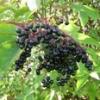 Arôme : Elderberry
Dernière mise à jour le : 05-05-2014 Arôme : Elderberry
Dernière mise à jour le : 05-05-2014