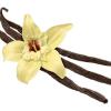 Arôme : French Vanilla Deluxe
Dernière mise à jour le : 13-01-2016 Arôme : French Vanilla Deluxe
Dernière mise à jour le : 13-01-2016