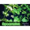 Flavor :  spearmint by Perfumer's Apprentice