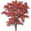 Arôme : Red Oak
Dernière mise à jour le : 14-10-2016 Arôme : Red Oak
Dernière mise à jour le : 14-10-2016
