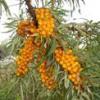 Arôme : sea buckthorn par Perfumer's Apprentice Arôme : sea buckthorn par Perfumer's Apprentice