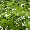 Flavor :  Sweet Woodruff by Perfumer's Apprentice