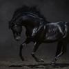 Flavor :  Black Mustang by PUR E-Liquide