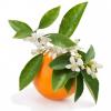 Flavor :  Fleur D Oranger by PUR E-Liquide