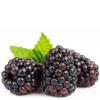 Flavor :  Boysenberry by Purilum