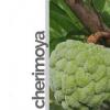 Flavor :  Cherimoya by rauchFREI