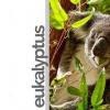 Flavor :  Eukalyptus by rauchFREI