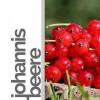 Flavor :  Johannisbeere by rauchFREI
