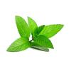 Flavor :  Peppermint by RAW E-liquid