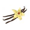 Flavor :  Vanilla by RAW E-liquid