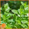 Flavor :  Mint by Real Flavors