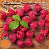 Flavor :  Raspberry by Real Flavors