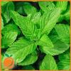 Flavor :  Spearmint by Real Flavors