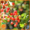 Flavor :  Wild Cherry by Real Flavors