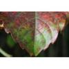Flavor :  Eucalyptus Menthol by Sasami