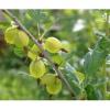 Flavor :  Gooseberry par SASAMI