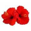Flavor :  Hibiscus by Sasami