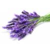Flavor :  Lavender by Sasami