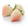 Flavor :  Pineberry by Sasami
