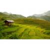 Flavor :  Tobacco Type Burma by Sasami