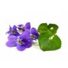 Flavor :  Violet by Sasami