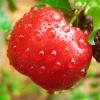 Flavor :  Acerola by Saveurs de Vap
