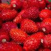 Flavor :  Fraise Des Bois by Saveurs de Vap
