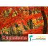 Flavor :  Mapletone by Seedman