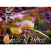 Flavor :  Taste Of Venus by Skausaft