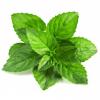 Flavor :  Mint by SK Liquid