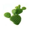Flavor :  Cactus by Solana