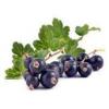 Flavor : cassis by Solana Flavor : cassis by Solana