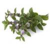 Flavor :  Menthe Poivree by Solana