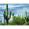 Arôme : Cactus
Dernière mise à jour le : 18-10-2020 Arôme : Cactus
Dernière mise à jour le : 18-10-2020