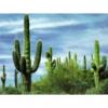 Arme :  cactus par Solubarome