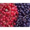Flavor : cassis by Solubarome Flavor : cassis by Solubarome