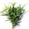 Flavor :  Estragon by Solubarome