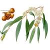 Flavor : eucalyptus by Solubarome Flavor : eucalyptus by Solubarome