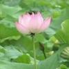 Flavor :  fleur de lotus by Solubarome