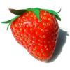 Arme :  Fraise 
Dernire mise  jour le :  30-05-2014 