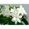 Flavor : jasmin by Solubarome Flavor : jasmin by Solubarome
