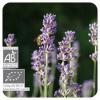 Flavor :  Lavande Bio by Solubarome