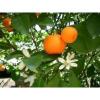 Flavor : mandarine italie by Solubarome Flavor : mandarine italie by Solubarome