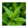 Flavor : menthe poivrée by Solubarome Flavor : menthe poivrée by Solubarome