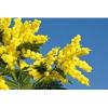 Flavor :  Mimosa by Solubarome