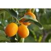 Flavor : orange amere by Solubarome Flavor : orange amere by Solubarome